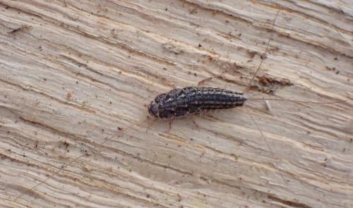 Ctenolepisma sp.